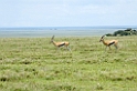 Serengeti Kop Thomson Gazelle00